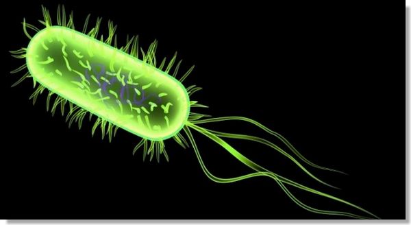 escherichia coli bacteria