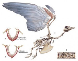 anatomia de las palomas