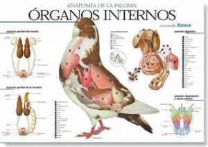 anatomia de las palomas
