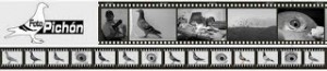 fotopichón - fotografia de palomas