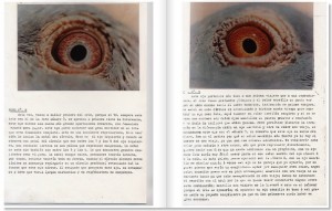 teoría del ojo en la paloma mensajera