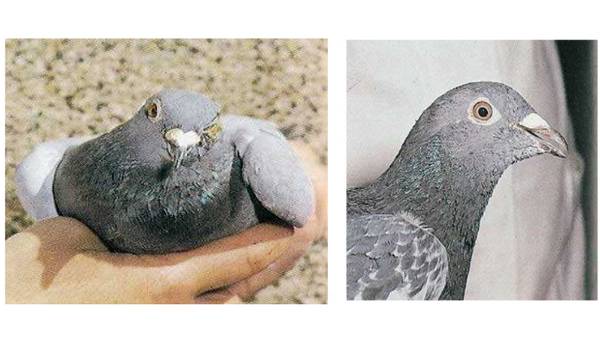 ornitosis en palomas