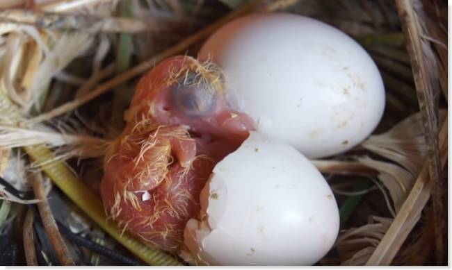 pichones de paloma muertos en el huevo