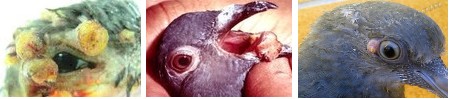 viruela en palomas