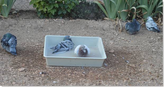 la importancia del baño para las palomas