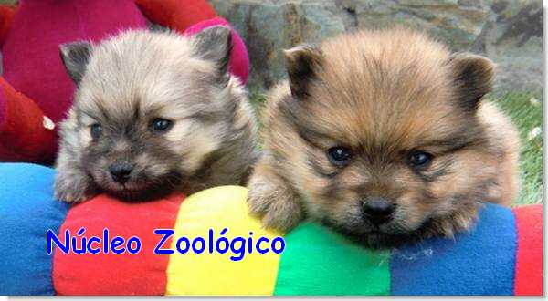 nucleo-zoológico de perros